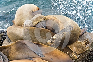 Pacific sea lions sitting on coastal rock jetty