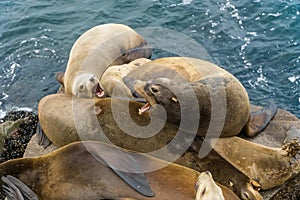 Pacific sea lions sitting on coastal rock jetty