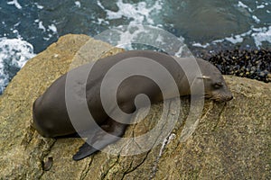 Pacific sea lions sitting on coastal rock jetty