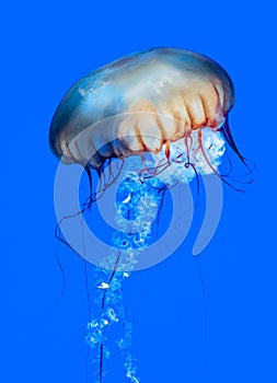 Pacific sea nettle (Chrysaora fuscescens)