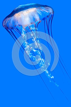 Pacific sea nettle (Chrysaora fuscescens)