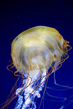 Pacific sea nettle (Chrysaora fuscescens)