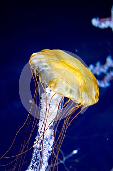 Pacific sea nettle Chrysaora fuscescens