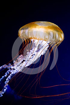 Pacific sea nettle Chrysaora fuscescens