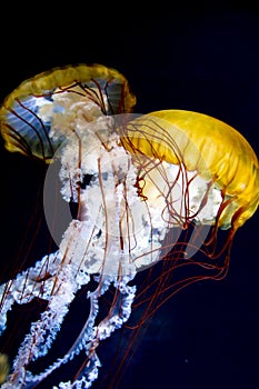 Pacific sea nettle Chrysaora fuscescens