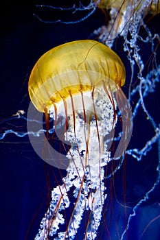 Pacific sea nettle Chrysaora fuscescens photo