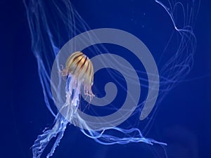 Pacific Sea Nettle, Chrysaora fuscescens exotic jellyfish on dark blue background long poisionous tentacles