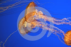 Pacific sea nettle, Chrysaora fuscescens, Monterey aquarium, USA photo