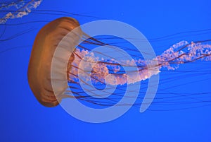 Pacific sea nettle, Chrysaora fuscescens, Monterey aquarium, USA photo