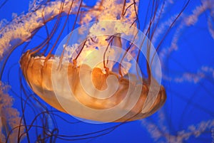 Pacific sea nettle, Chrysaora fuscescens, Monterey aquarium, USA photo