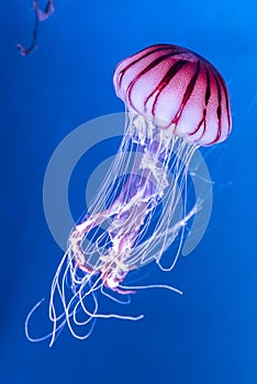 Pacifico il mare ortica Medusa 