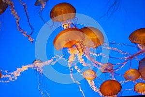 Pacific sea nettle jellyfish