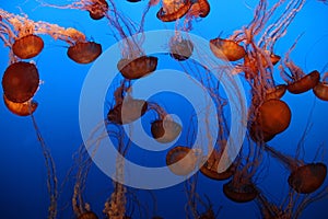 Pacific Sea Nettle jellyfish