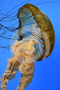 Pacific Sea Nettle Jellyfish