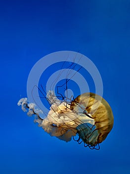 Pacífico el mar ortiga Medusa contra azul Océano fondo 