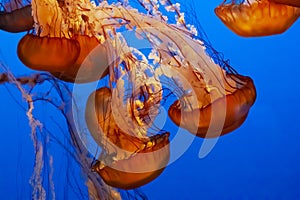 Pacific sea nettle jellyfish Chrysaora fuscescens