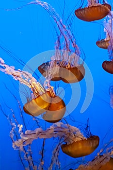 Pacific sea nettle jellyfish Chrysaora fuscescens