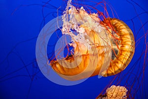 Pacific Sea Nettle Jellyfish (Chrysaora Fuscescens)