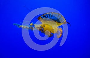 Pacific sea nettle Jellyfish closeup