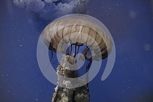 Pacific Sea Nettle Jellyfish Drifting in Deep Blue Water