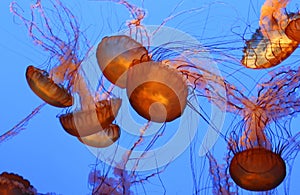 Pacific Sea Nettle Jellyfish floating