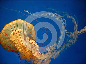 Pacific sea nettle (jellyfish) in motion