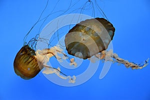 Pacific Sea Nettle Jellyfish