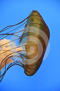 Pacific Sea Nettle Jellyfish