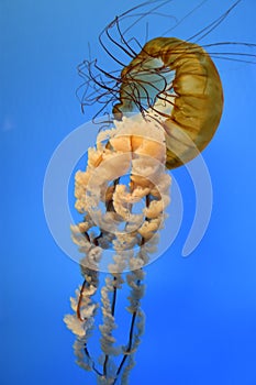 Pacific Sea Nettle Jellyfish