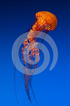 Pacific Sea Nettle orange jellyfish photo