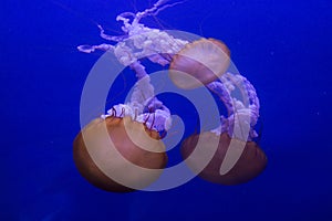 Pacific sea nettle, West Coast sea nettle Chrysaora fuscescens.