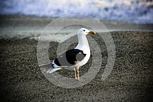 Pacific Seagull