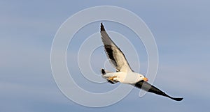 Pacific Seagull in FLight