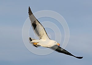 Pacific Seagull in Flight