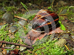 Pacific Sideband Snail - Monadenia fidelis photo