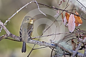 Pacific-slope Flycatcher, Empidonax difficilis, perched