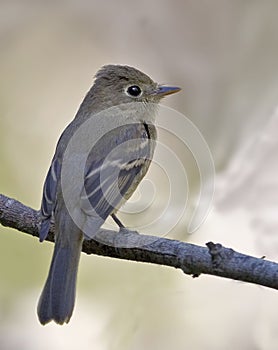 Pacific-slope Flycatcher, Empidonax difficilis, perched on branch