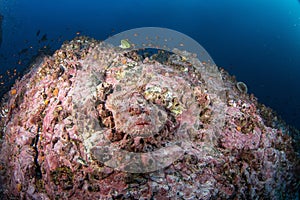 Pacific spotted scorpionfish, scorpaena mystes, stone scorpionfish, Malpelo island photo