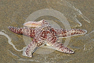 Pacific starfish