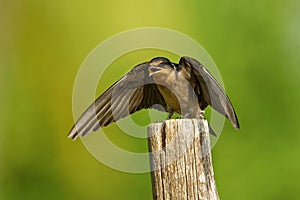 Pacific Swallow - Hirundo tahitica small passerine bird in the swallow family. It breeds in tropical southern Asia and the islands