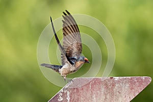 Pacific Swallow - Hirundo tahitica small passerine bird in the swallow family. It breeds in tropical southern Asia and the islands