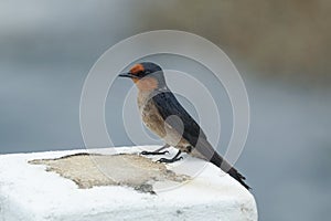 Pacific swallow perching on concrete pillar