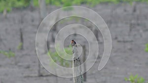 Pacific swallow perching on dead tree. Passerine bird standing on wooden stub. Bird rest on tree. Bird singing or chirping