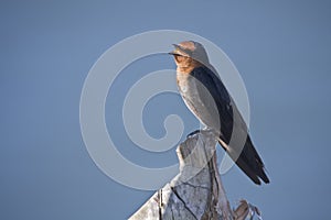 Pacific swallow standing on a boat, ThaÃ¯land, Haad Yao