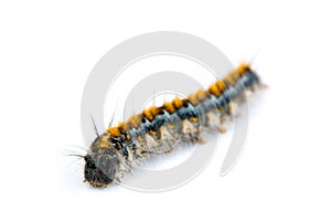 Pacific Tent Caterpillar, Malacosoma constrictum