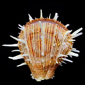 Pacific Thorny Oyster seashell photo