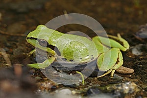 The Pacific tree or chorus frog, Pseudacris regilla