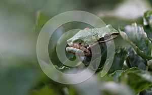 Pacific Tree Frog - 1 photo