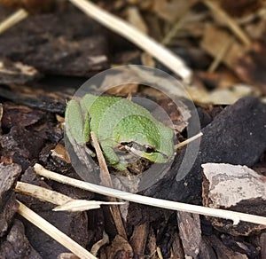 Pacific Tree Frog