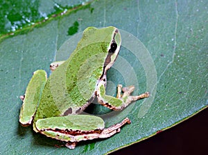 Pacific tree frog